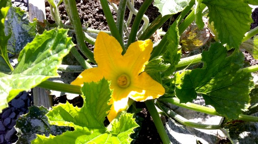 The bright beauty of a courgette flower. 