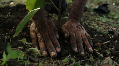 Planting young fine cocoa trees.